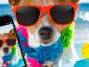 Petfluencers. Zwierzaki, które rządzą w Social Mediach